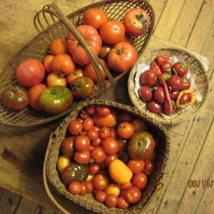 tomatoes