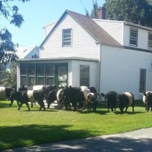 In September, 2013, a herd of female Belties decided to escape their paddock and go for a walk in town. (Photo courtesy of Kim Graffam)