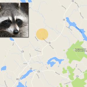 A male raccoon, like this one, was killed in Lincolnville inside a fenced yard on Greenacre Road on Oct. 4. It was tested the following day and found to be positive for rabies. (Photo courtesy Wikimedia Commons/By Darkone)