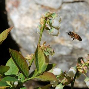 bees