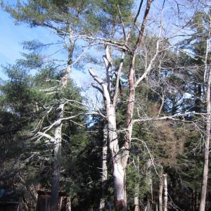 oak