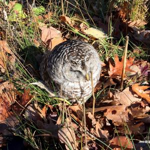 A young male barred owl sits in the leaves on the side of John Street in Camden, across from the Public Works facility, Thursday at noon. (Photo by Holly S. Edwards)