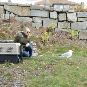 Betty McBrien watches as the healed herring gull, named George by Lyman-Morse employees, is released from his cage and eventually takes flight across the harbor. (Photo courtesy Selkie O’Mira of Avian Haven)