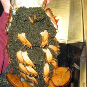 A female lobster with eggs. (Courtesy Northeast Fisheries Science Center/NOAA)