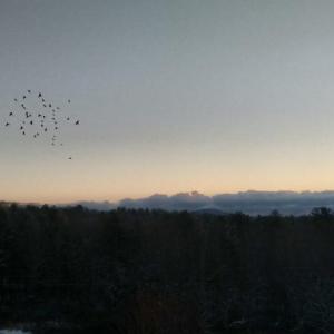 What a sight to wake up to!
Photo by Norm Walters crow chasing waxwings