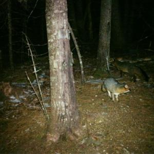 gray foxes