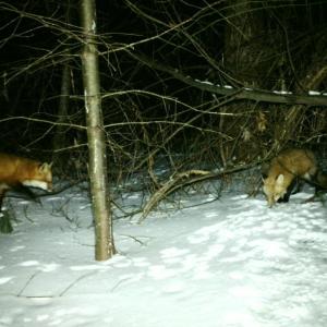 red foxes