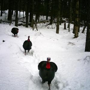 Turkeys on Parade photo by Corelyn Senn