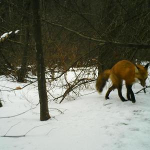 fox defecating