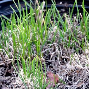 chives