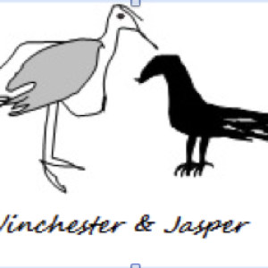 gulls and crows