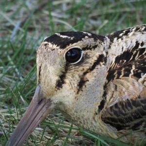 The woodcock's large eyes set high on their head give them one of the largest visual fields of any bird. (Photo courtesy Brian Willson)