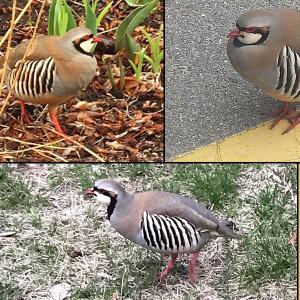 The Camden chukar, spotted around town this week. (Clockwise from left, photos courtesy Hartstone Inn, Camden Police Officer Brook Hartshorn and David Edwards)