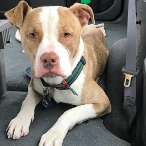 Missing dog, now found, Farva lies in the back of Shari Closter’s car late Thursday morning – worse for wear with a badly injured back leg and some major weight loss from being on his own for 11-1/2 days, but in good hands now at Rockland Hospital for Animals. (Courtesy Shari Closter)