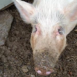 Vicky the pig.