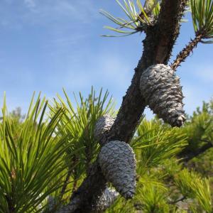 Pitch pine trees are abundant atop Higgins Mountain. PHIL DI VECE/Wiscasset Newspaper