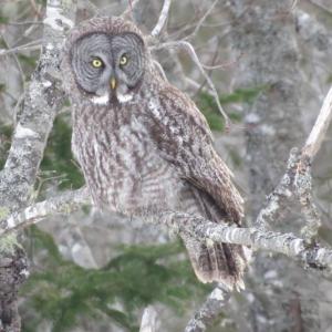 A couple of weeks ago an unusual visitor made an appearance on Moody Mountain Road in Searsmont – a great gray owl. Apparently, bird watchers came from near and far to see this rare bird, or at any rate, rare here.
Photo by Hilda Livingstone Great Gray Owl