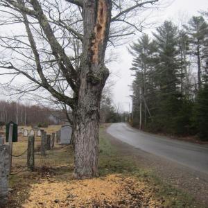 This maple tree on Ducktrap Road along Maplewood Cemetery is being systematically dismantled by a pileated woodpecker. Notice the rectangular holes and big pile of wood chips at the base. The tree must be dead, or nearly so. We tapped these trees for many years, and sometimes the snow was so deep that when we took out the taps in the spring they were nearly over our heads. I remember coming over with my dad to collect sap.
Photo by Diane O’Brien