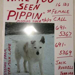 Pippin wandered away from her South Thomaston home, April 2.