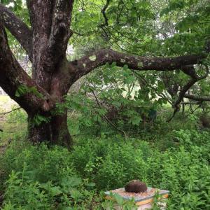 Laura Livingston’s beehive under the horse chestnut tree on Matinicus Island.