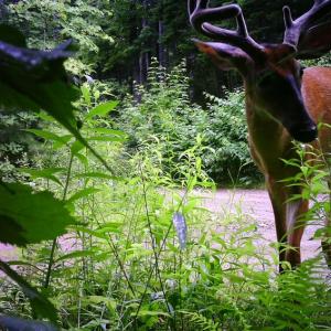 deer in velvet