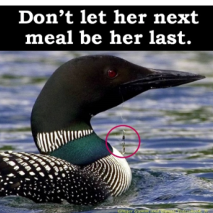 loon  