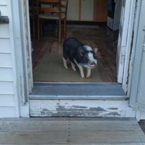 May is happy to be back home after she escaped from her backyard and explored a part of Mountain Street in Camden on July 26. (Photo by Sarah Shepherd)