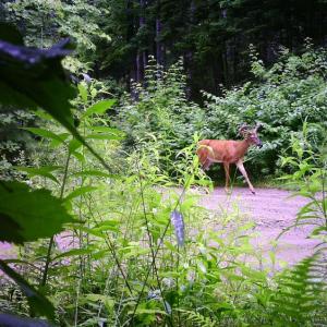 deer in velvet