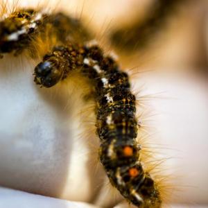 Browntail moth