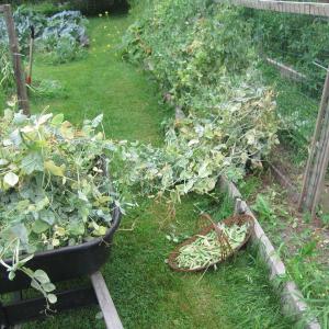 pea vines