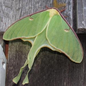 Luna Moth (Photo courtesy Kristen Lindquist)
