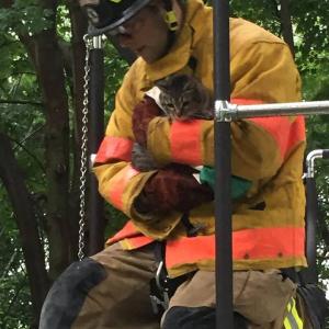 Camden firefighter Matt Heath, with the aid of the departments ladder truck, rescues a cat stuck in a tree on Mechanic Street. (Photo by Mark Bennett)