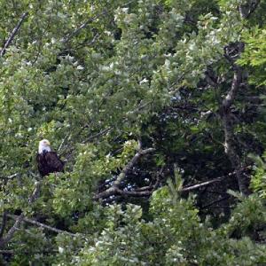 eagle