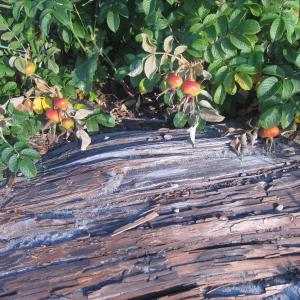 rosehips