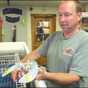 Stephen Brooks displays the albino lobster