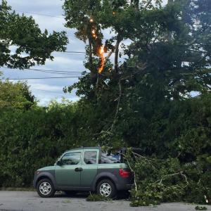 A tree on Chestnut Street in Camden caught fire Sept. 1 after a power line fell on a limb. (Photo courtesy Kate Lincoln)