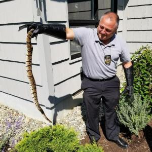 Camden Police Chief Randy Gagne hoists the sleeping python out of a Camden garden and takes it to the Thomaston animal shelter. (Photo courtesy Camden Officer Allen Weaver)