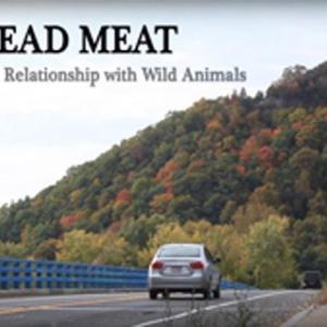 ‘Dead Meat’ a short film by a Maine filmmaker about man’s relationship to wild animals. (Film still courtesy MOFF)