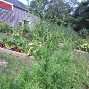 This Sweet Annie grew up with the carrots, finally revealing herself when she turned out to be four feet tall. If you don’t know this plant, come by Sleepy Hollow on Beach Road and smell her!
Photo by Diane O’Brien sweet annie