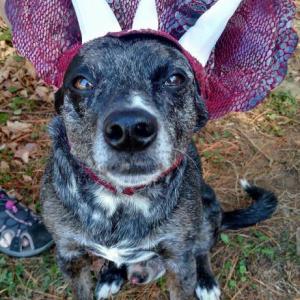 Hounds and Heelers family fun day will take place at Tractor Supply on Saturday, Oct. 28. The event is free to the public.