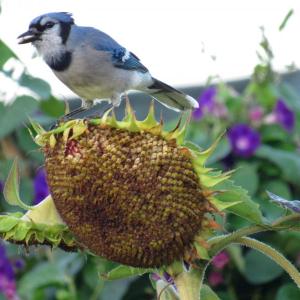 At the source: Blue Jays prefer seeds and nuts. (Photo courtesy Kristen Lindquist)