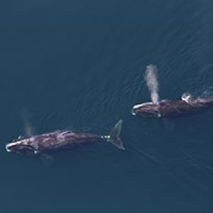 North Atlantic right whales photographed by the NEFSC aerial survey team in May 2016. Photo credit: NOAA Fisheries/Tim Cole, NEFSC