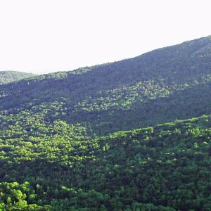 Geraldine and Arthur O'Connor sold 37 acres to Coastal Mountains Land Trust so that it will be protected forever. (Photo courtesy Coastal Mountains Land Trust)