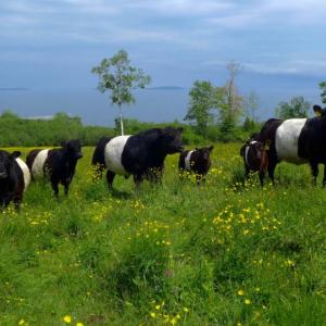 Belted Galloways enjoy grazing on a lush green field at Aldermere Farm. (Photo courtesy of MCHT/Heidi Baker)