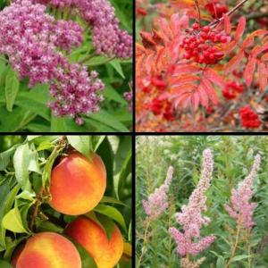 Clockwise from top left: Swamp milkweed (Asclepias incarnata) for Monarch caterpillars; showy mountainash (Sorbus decora) & steeplebush (Spiraea tomentosa) – both hard-to-find natives for pollinators and birds; Reliance peach – possibly the most cold-hardy peach ever.
