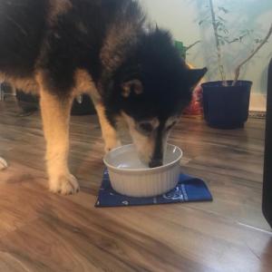 Lulu happily drinking water after being found on Molyneaux Rd. in Camden.