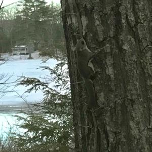 flying squirrel