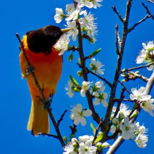 Baltimore Oriole. (Photo courtesy Kristen Lindquist)