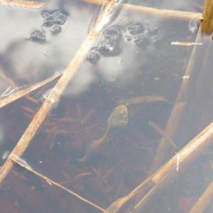 Recently emerged bullfrog tadpole. (Photo courtesy Kristen Lindquist)