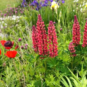 Tony’s red lupines on Matinicus. (Photo courtesy Maria Crano)